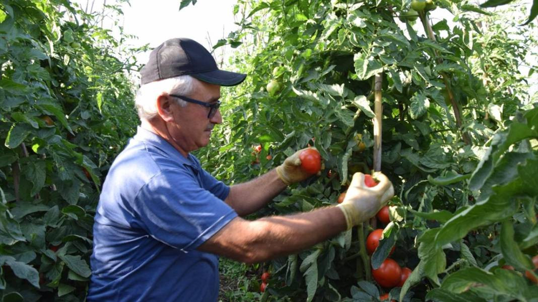 10 köydeki 2500 dekara ekildi tarlada kilosu 15 TL'den satılıyor. Köylü bayram ediyor şafak vakti topluyor - Resim: 16